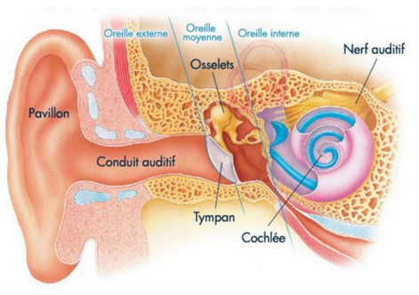 Audioprothésiste Airaines 80270 — schéma du fonctionnement de l'oreille : pavillon, conduit auditif, tympan, osselets, cochlée et nerf auditif